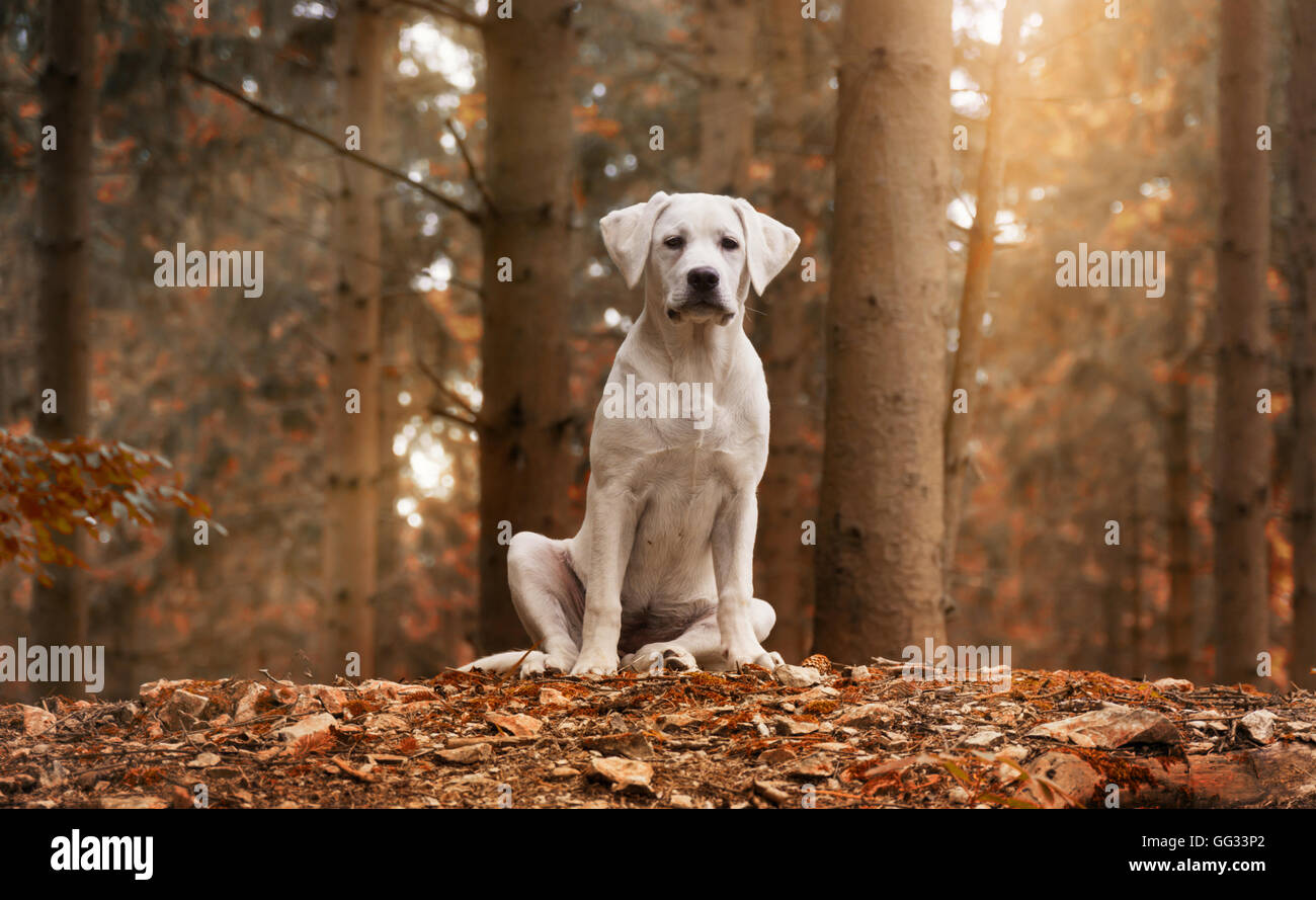 Weißen Labrador Hund sitzt im Wald auf einen herbstlichen Spaziergang - Jugendliebe Stockfoto