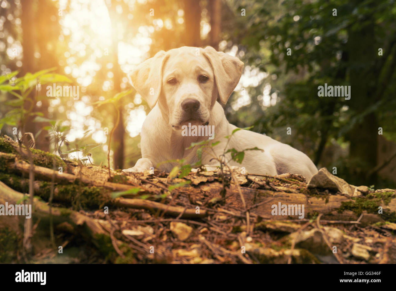 Hund im Wald bei Sonnenuntergang - weiße Labrador-Welpe Stockfoto