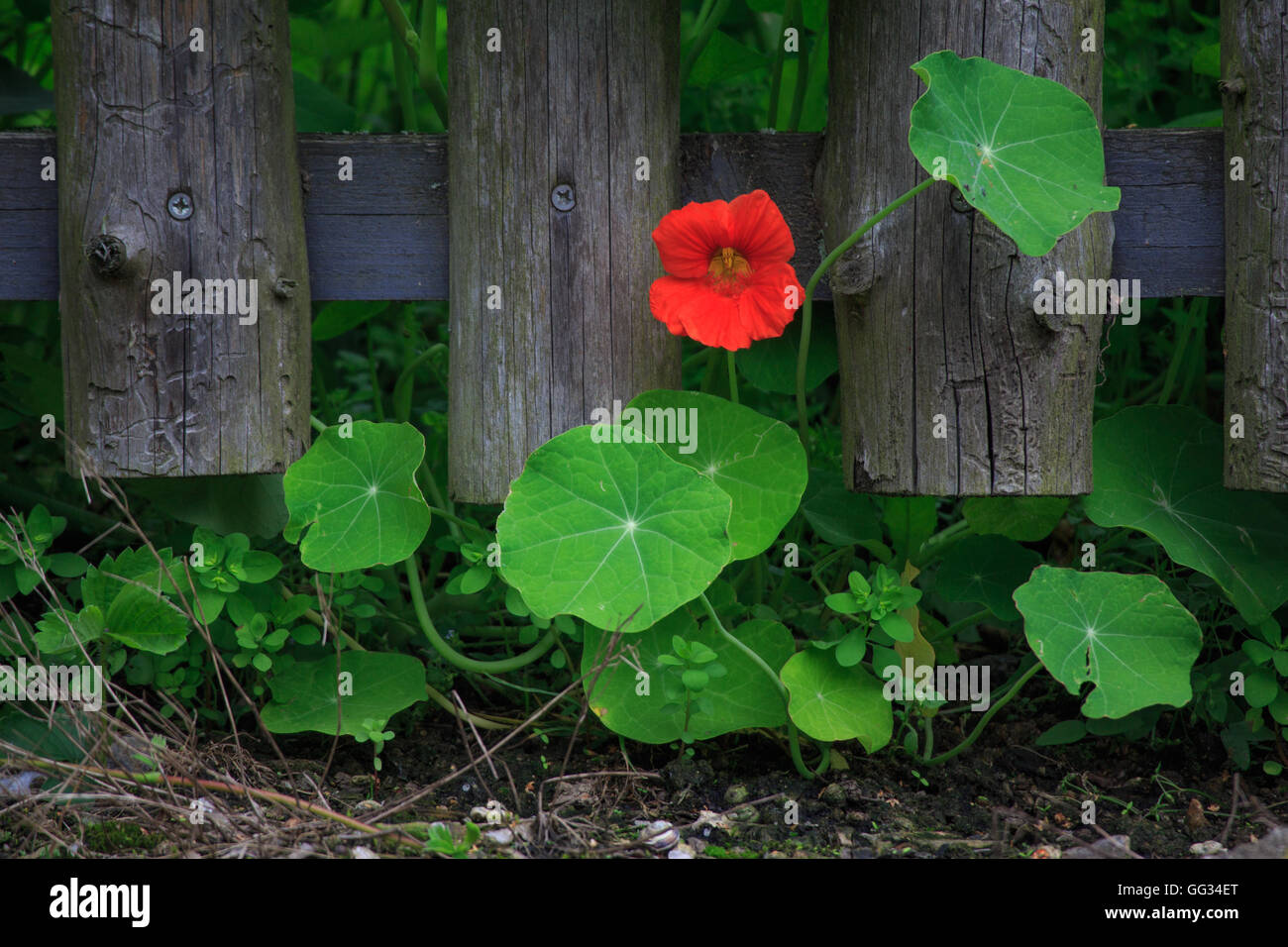 Orange blühten Kapuzinerkresse im Garten Stockfoto