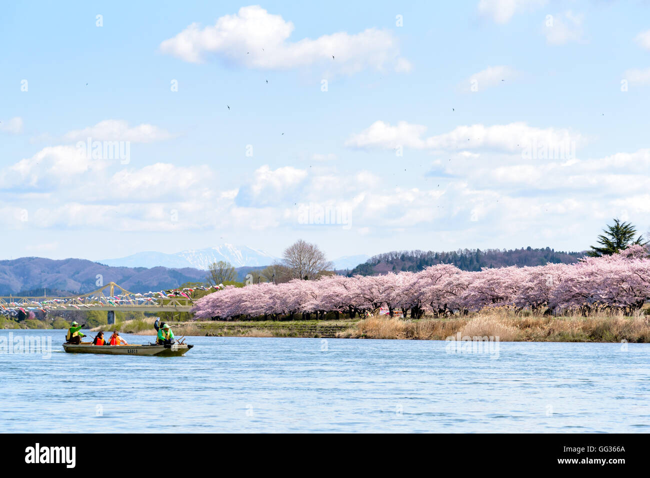 Iwate, Japan - April 19: Touristenboot und Kitakami am Flussufer Kirschblüten in Kitakami, Japan am 19. April 2016 Stockfoto