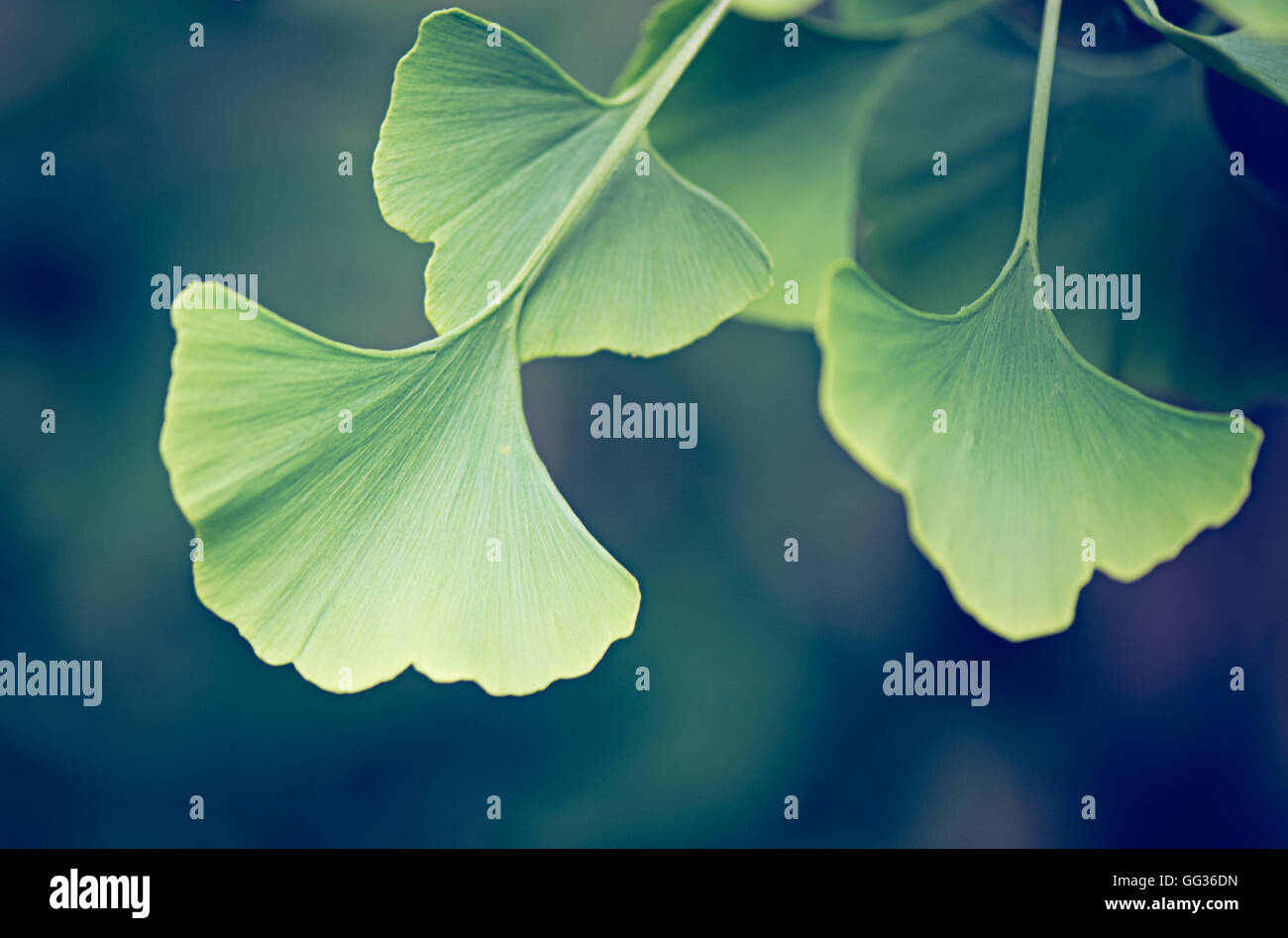 Ginko Biloba grüne Blätter wachsen in Kew botanischen Gärten in London Stockfoto