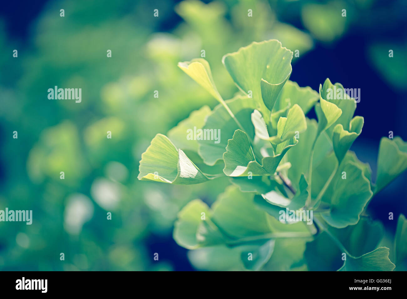 Ginko Biloba grüne Blätter Ast wächst in Kew botanischen Gärten in London Stockfoto