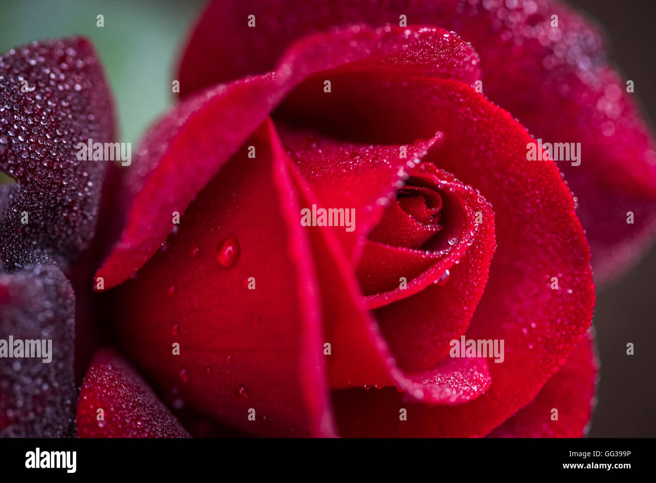 Makroaufnahme einer nassen roten Rose Nahaufnahme Stockfoto