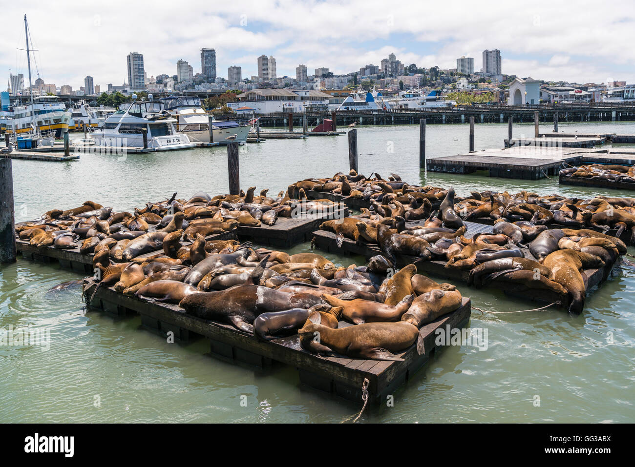 Pier 39, Hafen, San Francisco, USA Stockfoto