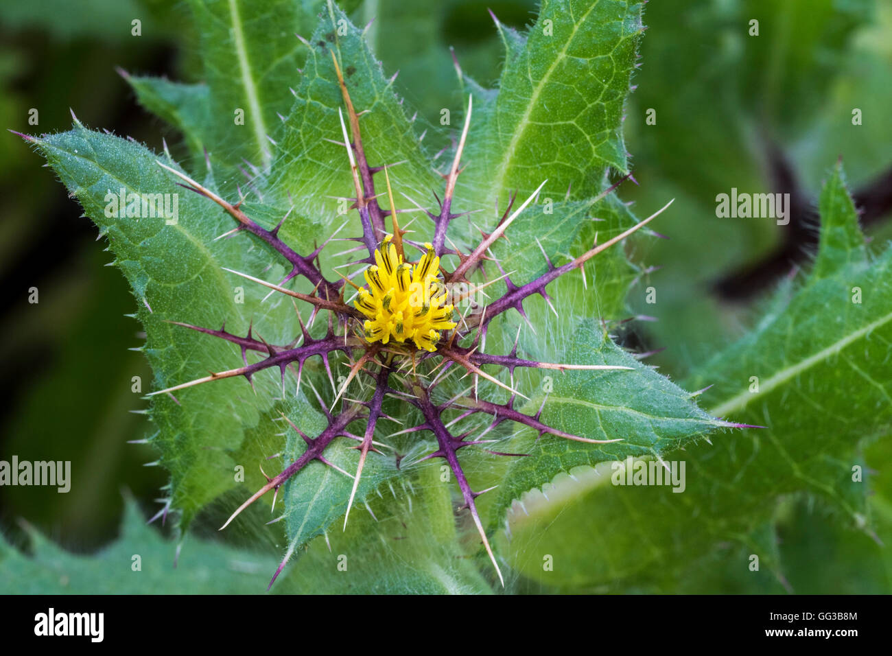 St. Benedikt Distel / gesegnet Distel / Heilige Distel / entdeckt Distel (Cnicus Benedictus), im Mittelmeerraum heimisch Stockfoto