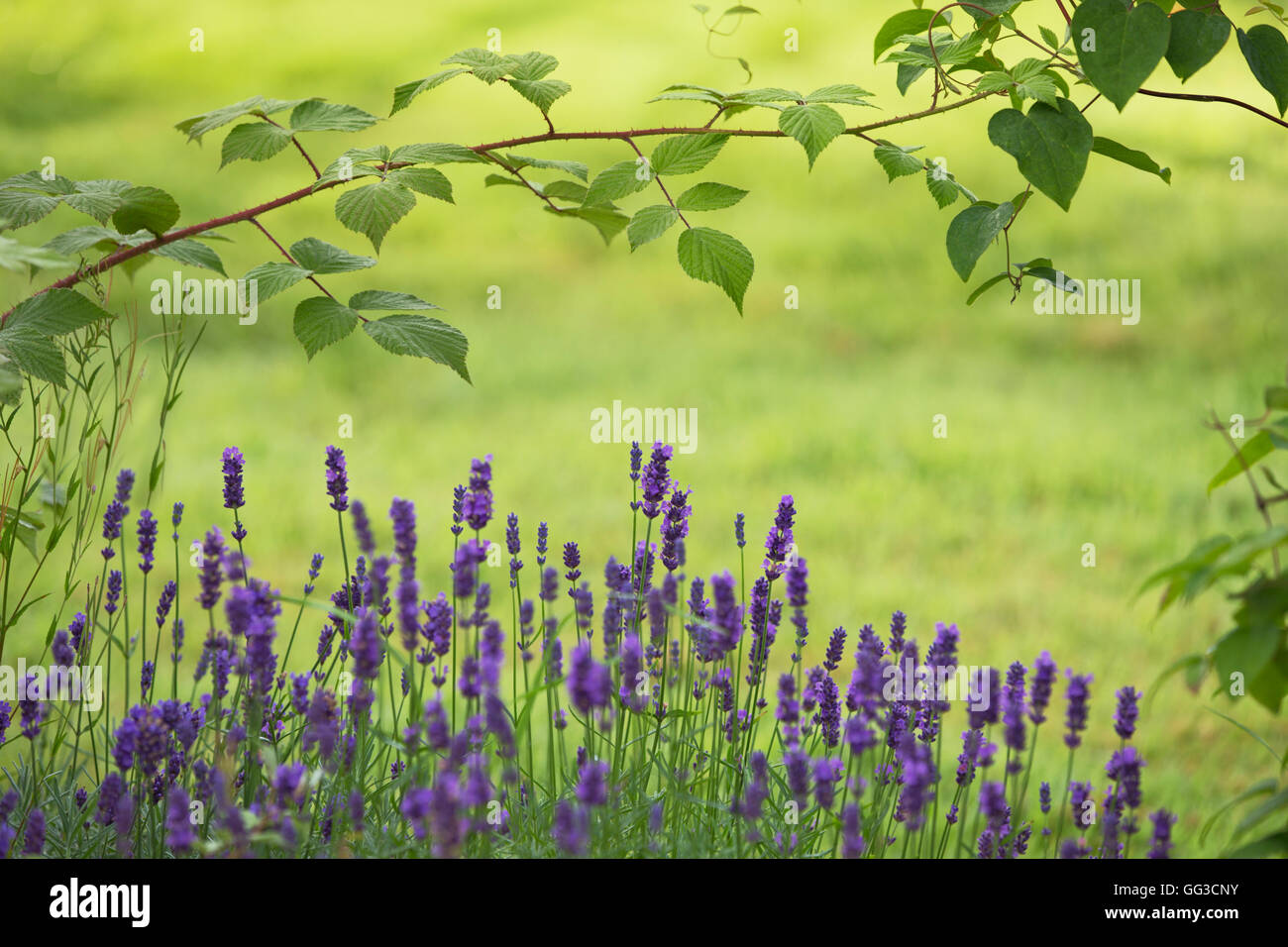 Lavendel Blumen und Brombeere. Stockfoto