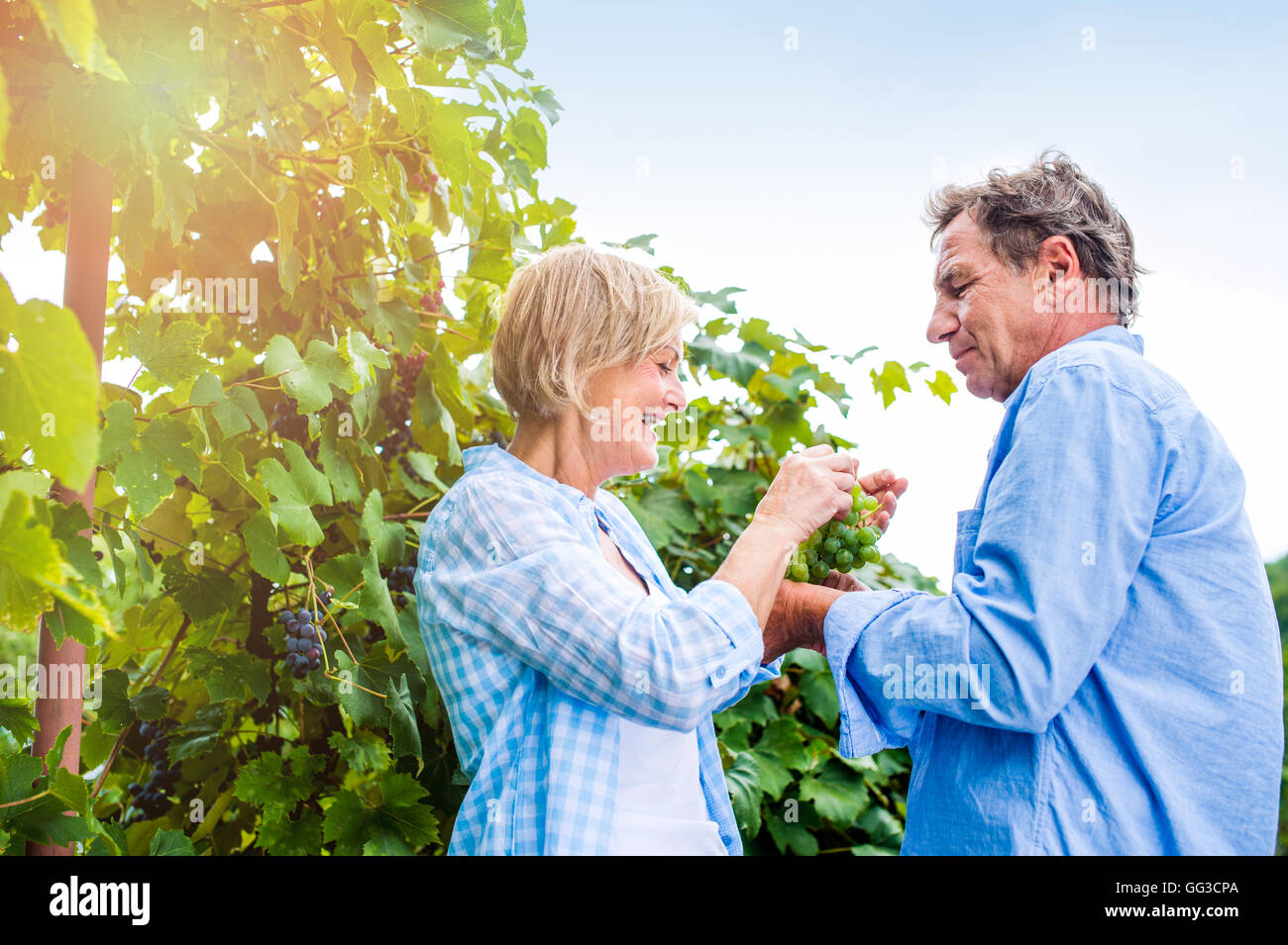 Älteres Paar in blauen Hemden mit Weintraube Stockfoto