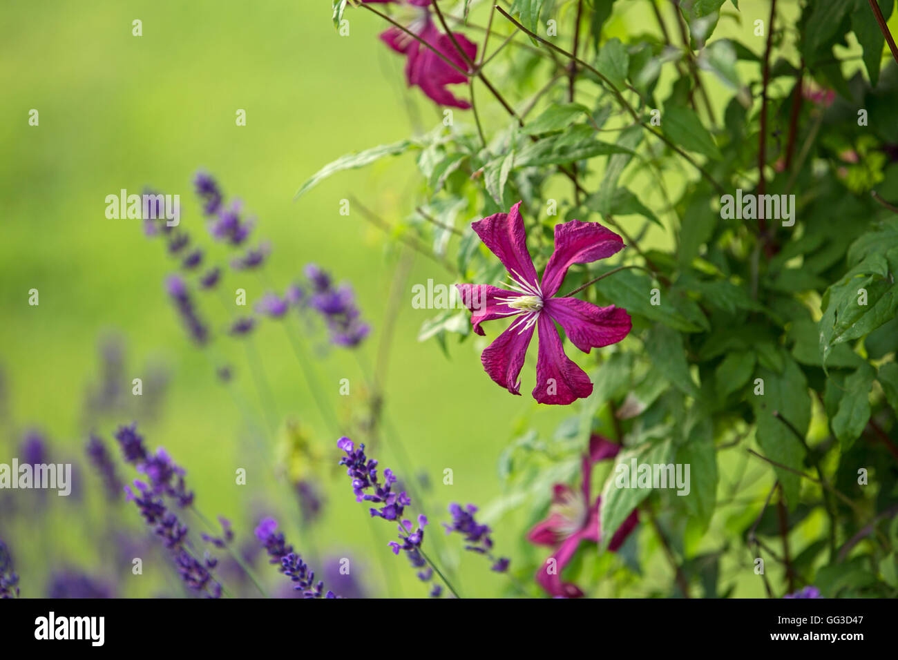 Burgund farbigen Clematis Niobe und Lavendel Blumen. Stockfoto
