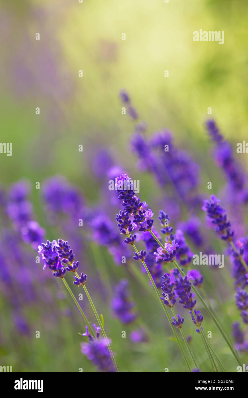 Lavendel Blumen. Stockfoto