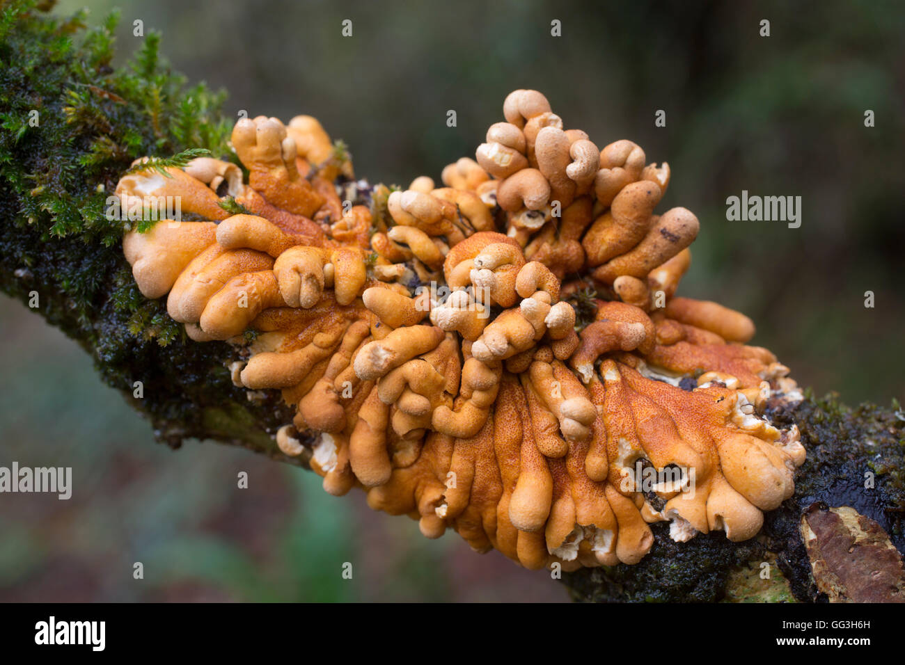 Hazel Handschuhe Pilz; Hypocreopsis Rhododendri Cornwall; UK Stockfoto