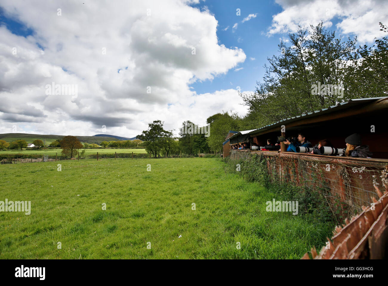 Rotmilan Fütterung beobachten; Llandeusant; Wales; UK Stockfoto