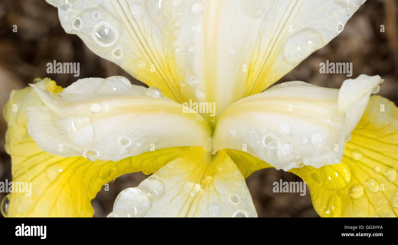 Wassertropfen geben Skala ans Ende einer gelb blühenden Sibirische Schwertlilie Stockfoto