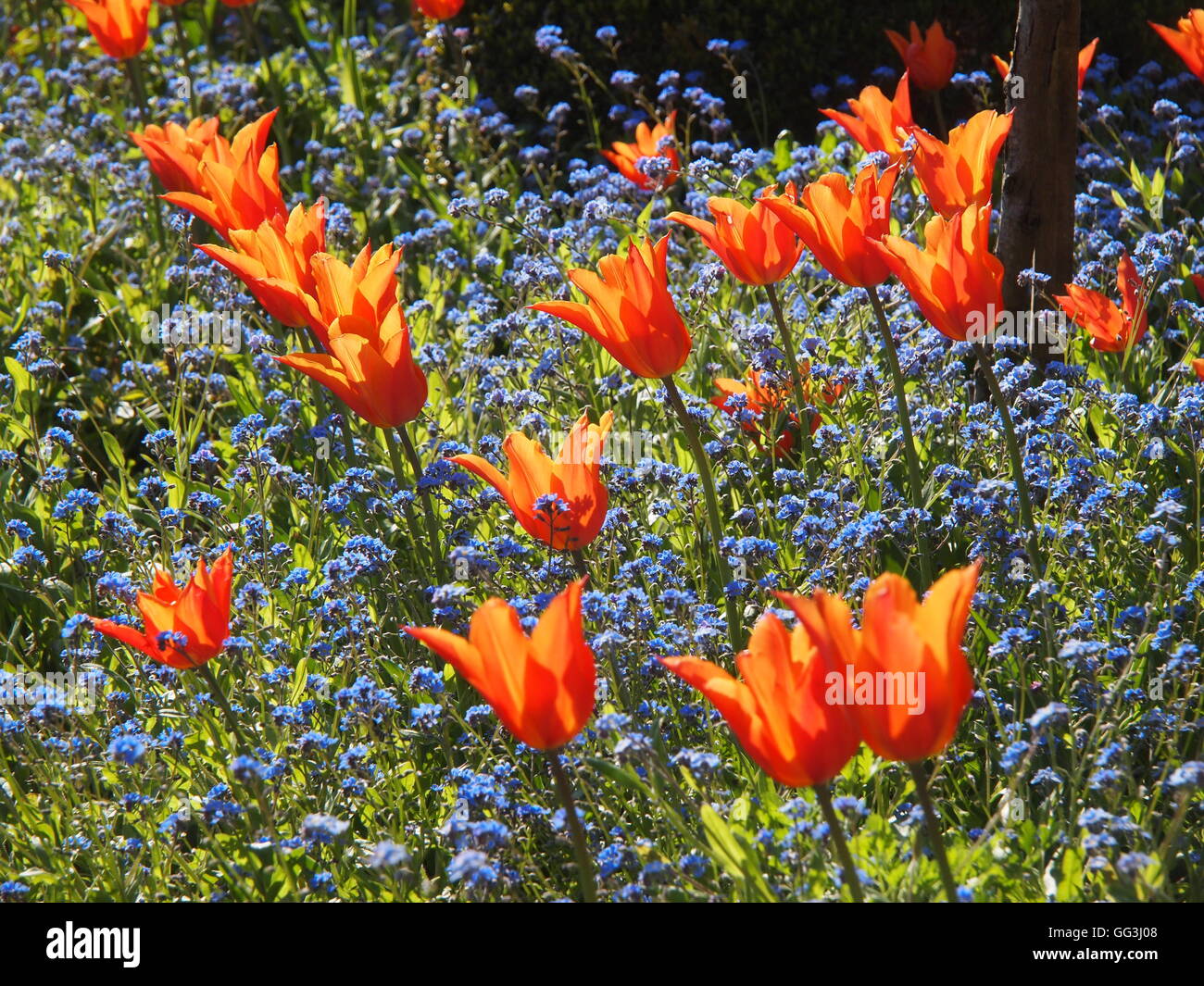 Wunderschön beleuchtete "Ballerina" Tulpen im Chenies Manor in April Sonnenschein. Schöne orange Tulpen und blauen Myosotis. Stockfoto