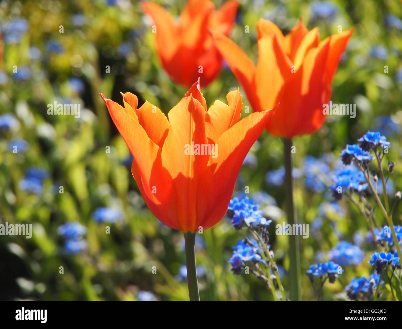 Schöne, beleuchtete "Ballerina" Tulpen im Chenies Manor im April Sonnenschein. Lebendige orange Tulpen und blauen Myosotis, Vergissmeinnicht Stockfoto