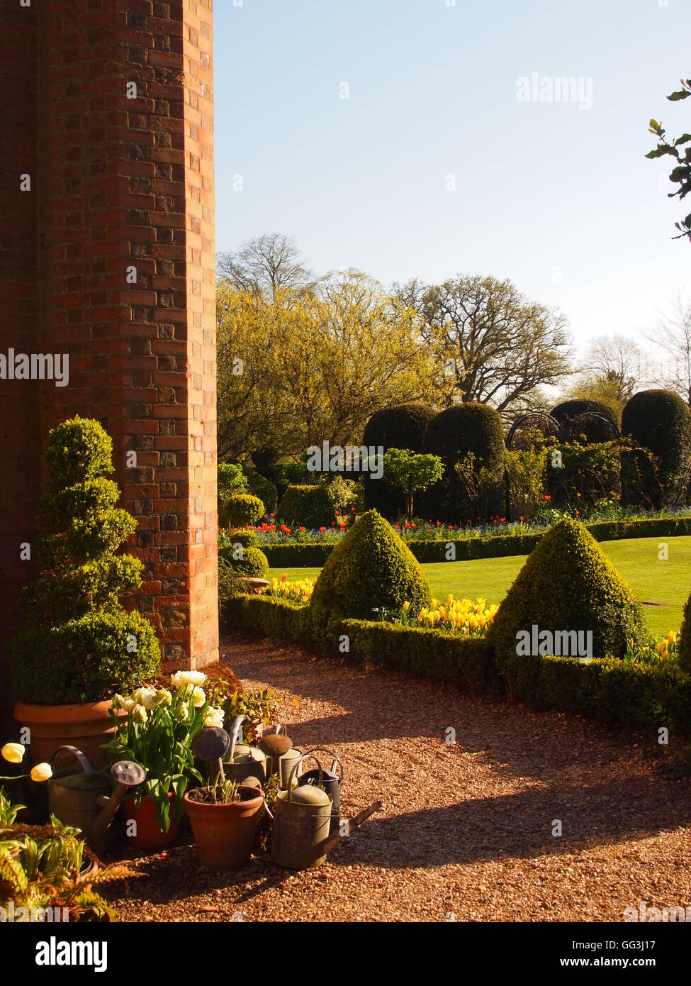 Chenies Manor Ecke von Mauerwerk und Schindel Pfad auf den Rasen, eingefasst mit Box Hecken- und Formschnitt. Sammlung von Tulpe Töpfe Stockfoto