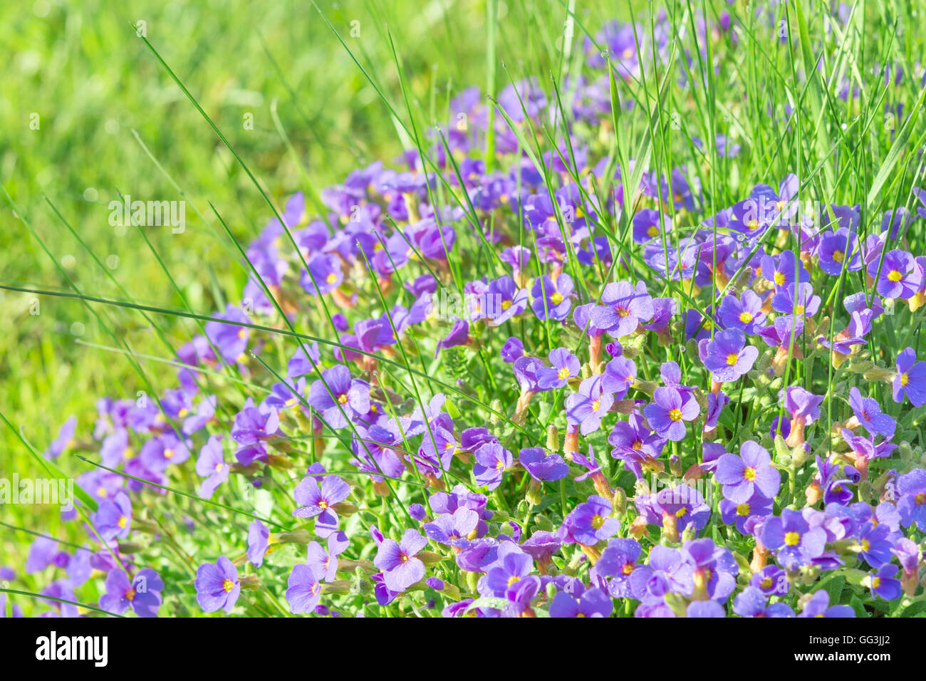 Kleine violette Zierblumen Aubrieta in Sonnenschein ornamentalen Garten stock Foto mit flachen DoF und selektiven Fokus Stockfoto