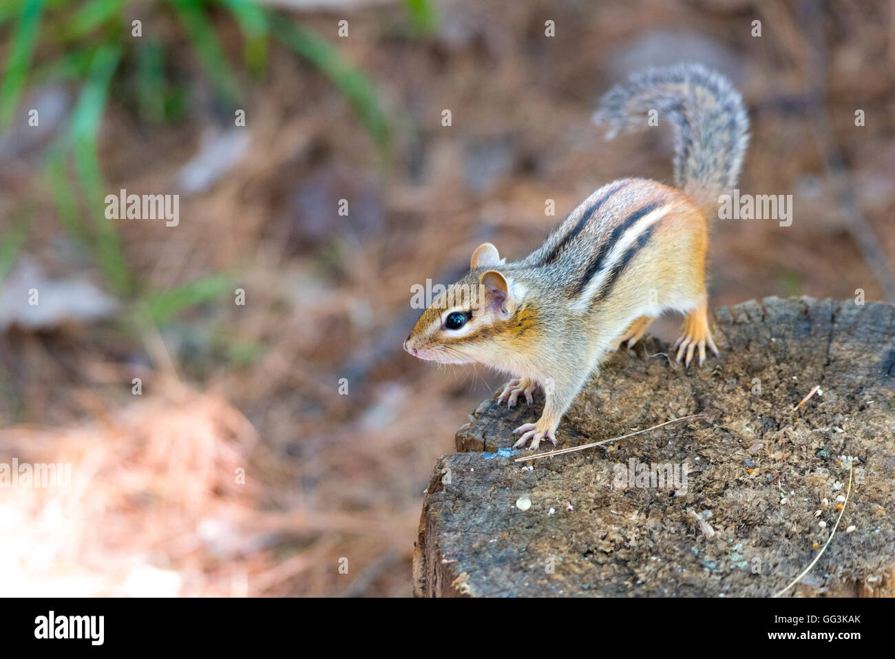 Östliche Chipmunk (Tamias) sitzt auf einem hölzernen stumpf.  Kleine Eichhörnchen wird angehalten, um seine Sommer sonnige Umgebung überblicken. Stockfoto