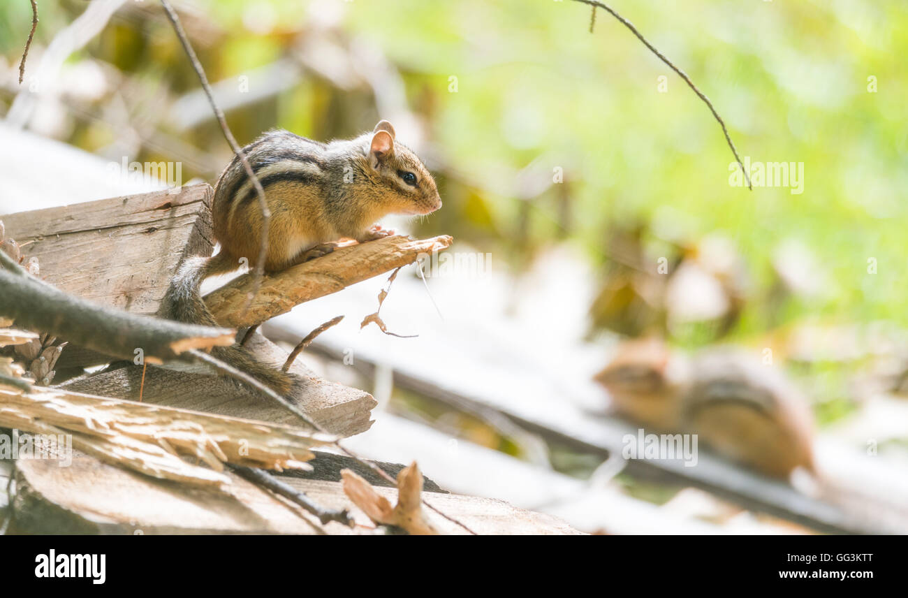 Streifenhörnchen (Tamias) sitzen auf der Holzstapel im Sonnenlicht, Pausen, um seine Sommer-Umgebung zu überblicken.  Hält ein Auge auf ein anderes. Stockfoto
