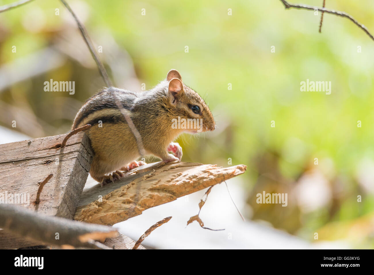 Streifenhörnchen (Tamias) sitzen auf der Holzstapel im Sonnenlicht, Pausen, um seine Sommer-Umgebung zu überblicken.  Hält ein Auge auf ein anderes. Stockfoto