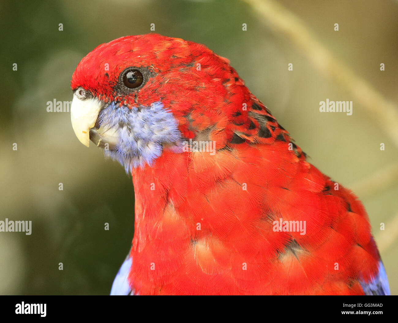 Eisstockschießen im Portrait ein Pennantsittich. Stockfoto