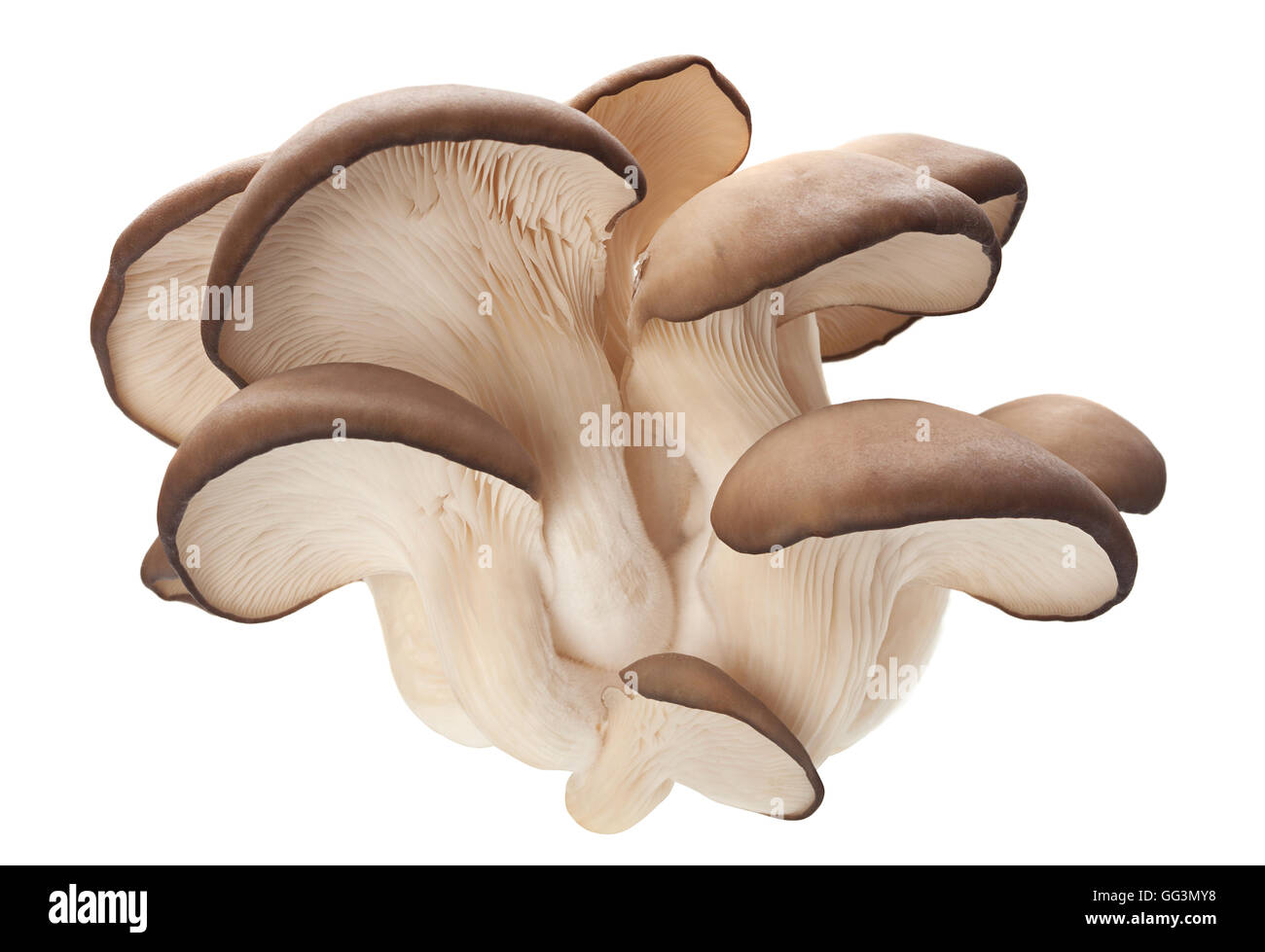 Austernpilz Closeup isoliert auf weißem Hintergrund Stockfoto