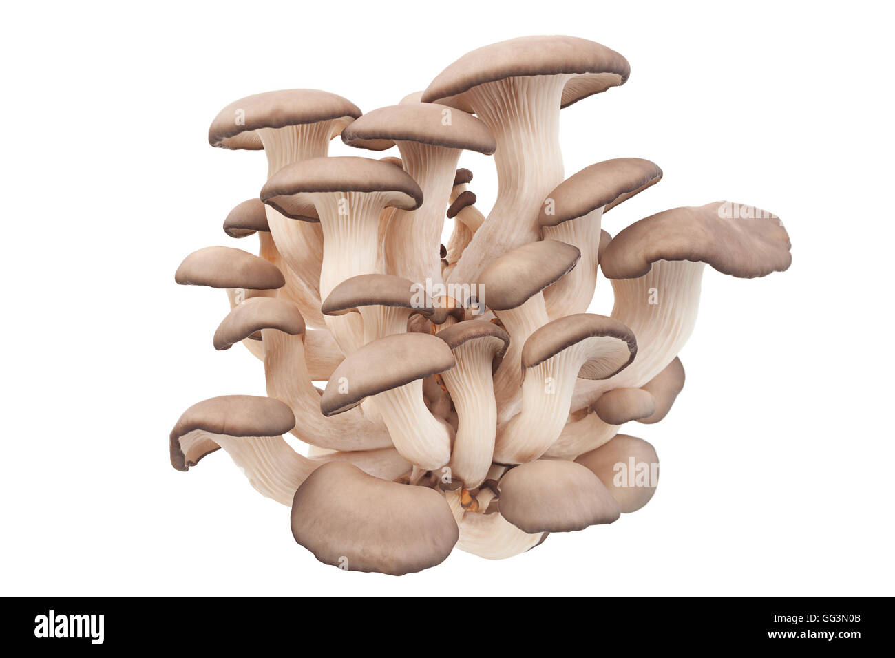 Austernpilz Closeup isoliert auf weißem Hintergrund Stockfoto