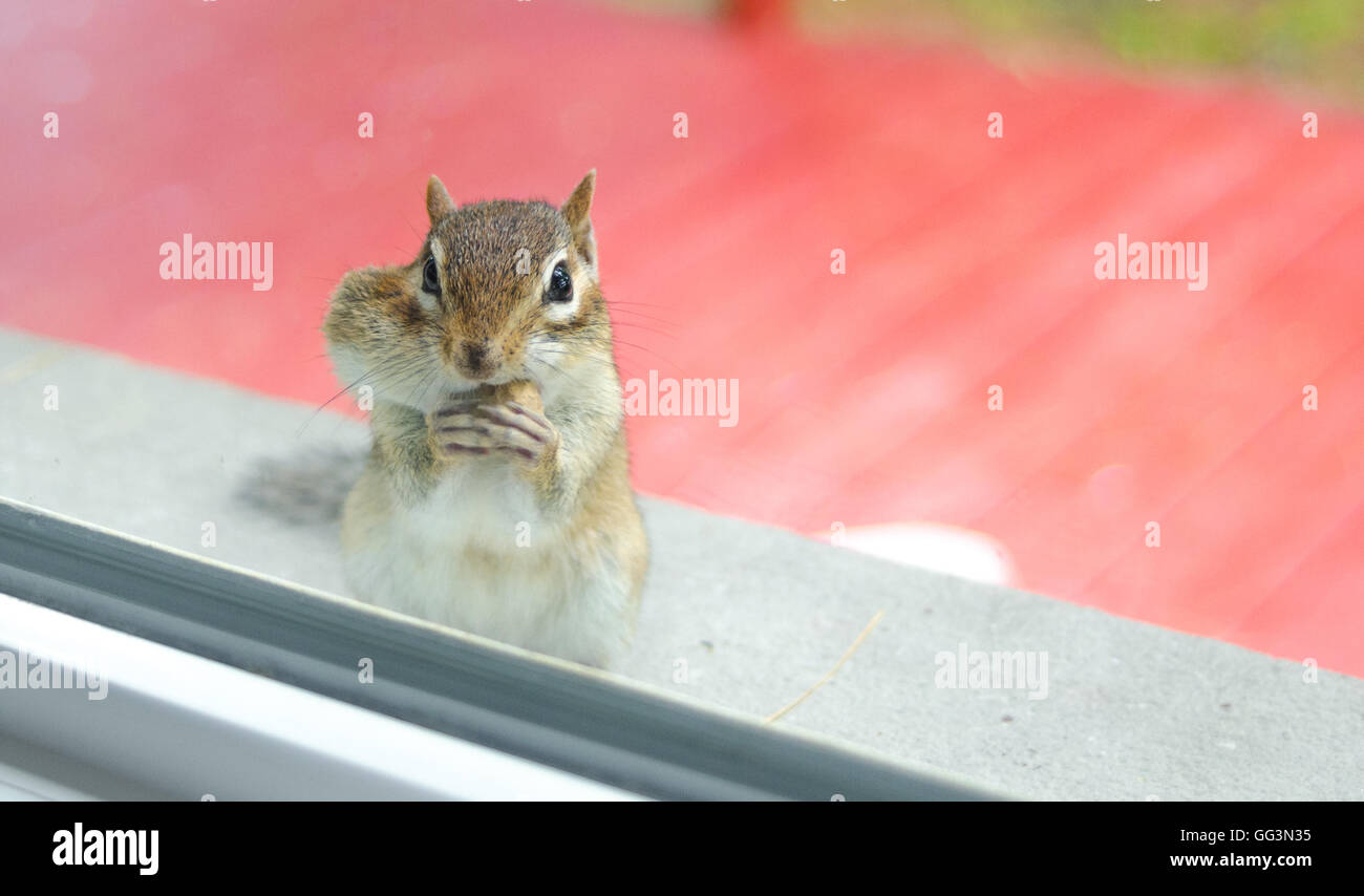 Ein niedlich und liebenswert östlichen Eichhörnchen frisst Erdnüsse beim spähte durch die Fenster von außen. Stockfoto