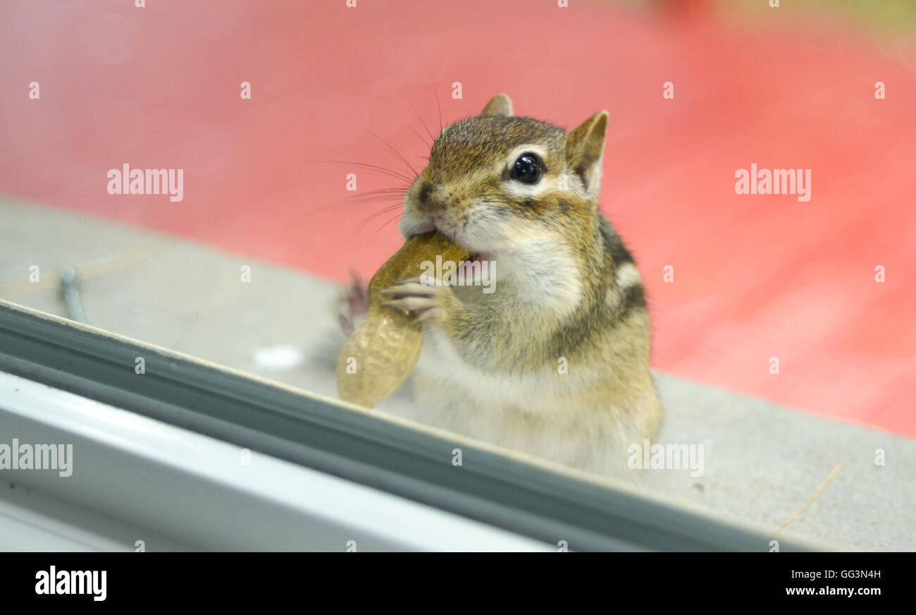 Ein niedlich und liebenswert östlichen Eichhörnchen frisst Erdnüsse beim spähte durch die Fenster von außen. Stockfoto