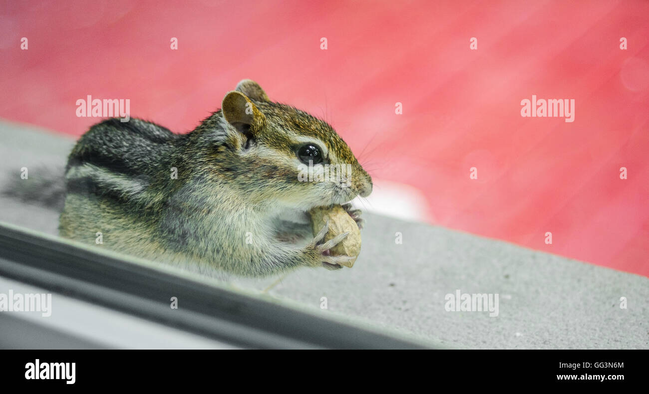 Ein niedlich und liebenswert östlichen Eichhörnchen frisst Erdnüsse beim spähte durch die Fenster von außen. Stockfoto