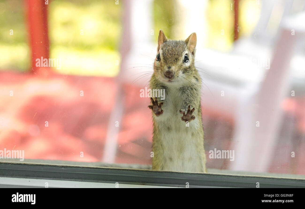 Eine niedliche liebenswert Streifenhörnchen mit beiden Vorderpfoten, Füße auf das Fenster in meinem Haus suchen. Stockfoto