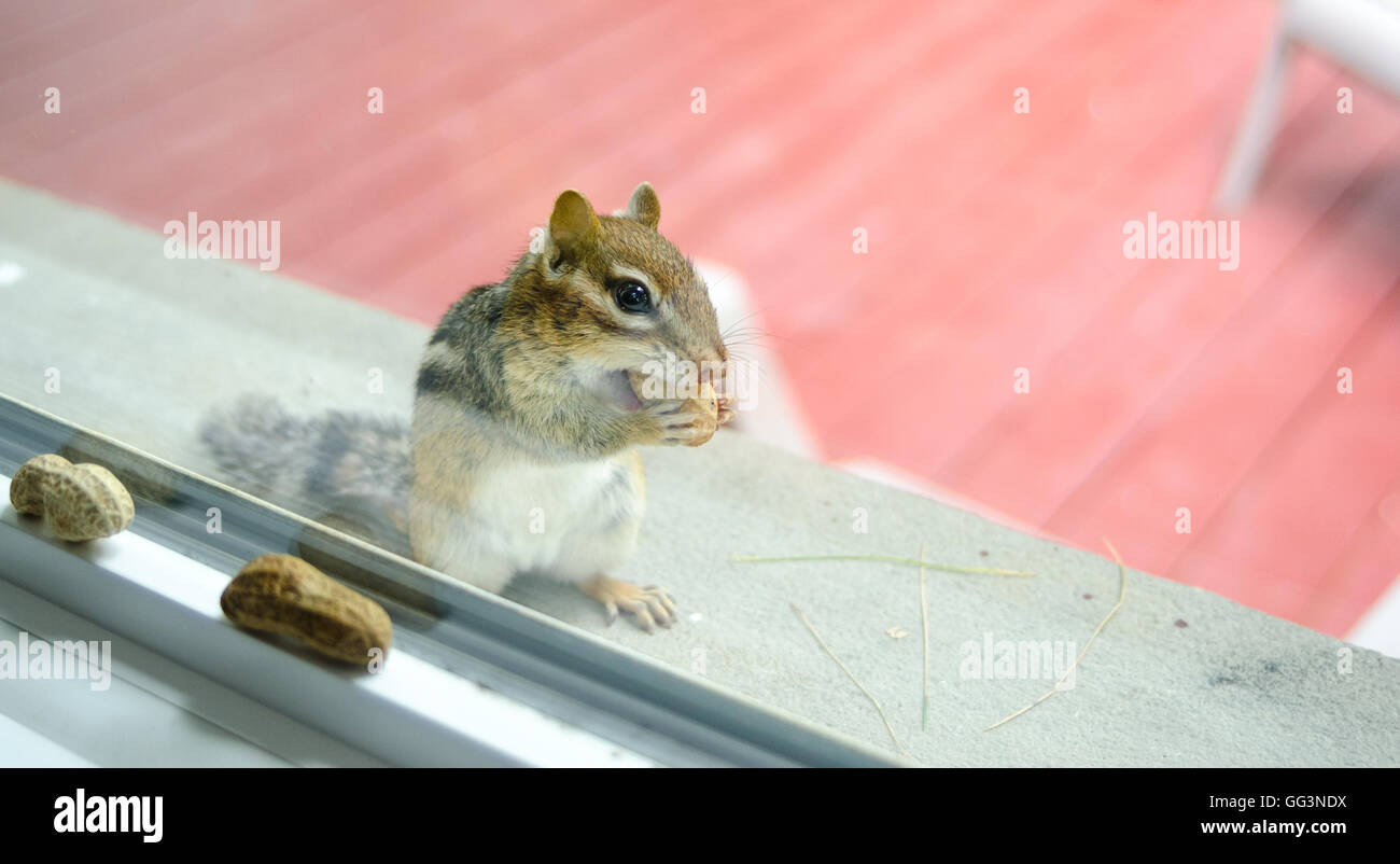 Ein niedlich und liebenswert östlichen Eichhörnchen frisst Erdnüsse beim spähte durch die Fenster von außen. Stockfoto