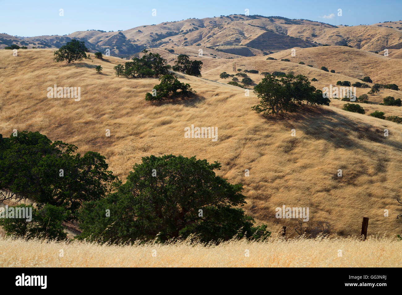 Eiche Grünland, Pacheco State Park, Kalifornien Stockfoto