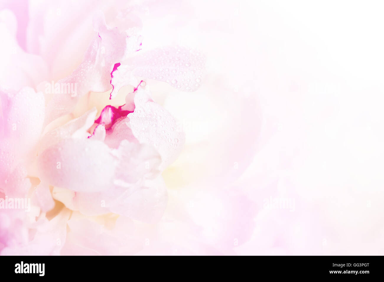 Sanftes Rosa Pfingstrose Blüte Nahaufnahme auf weißem Hintergrund Stockfoto