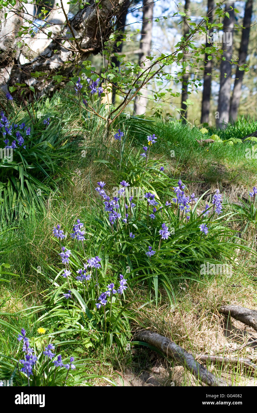 Glockenblumen (Endymion nicht-Scriptus) wächst im Wald Stockfoto