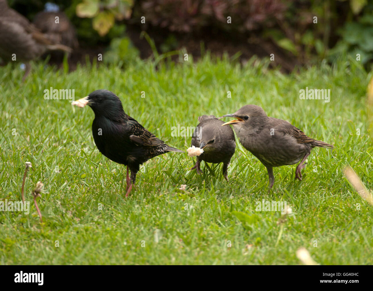 Starling finden Nahrung für junge Stockfoto