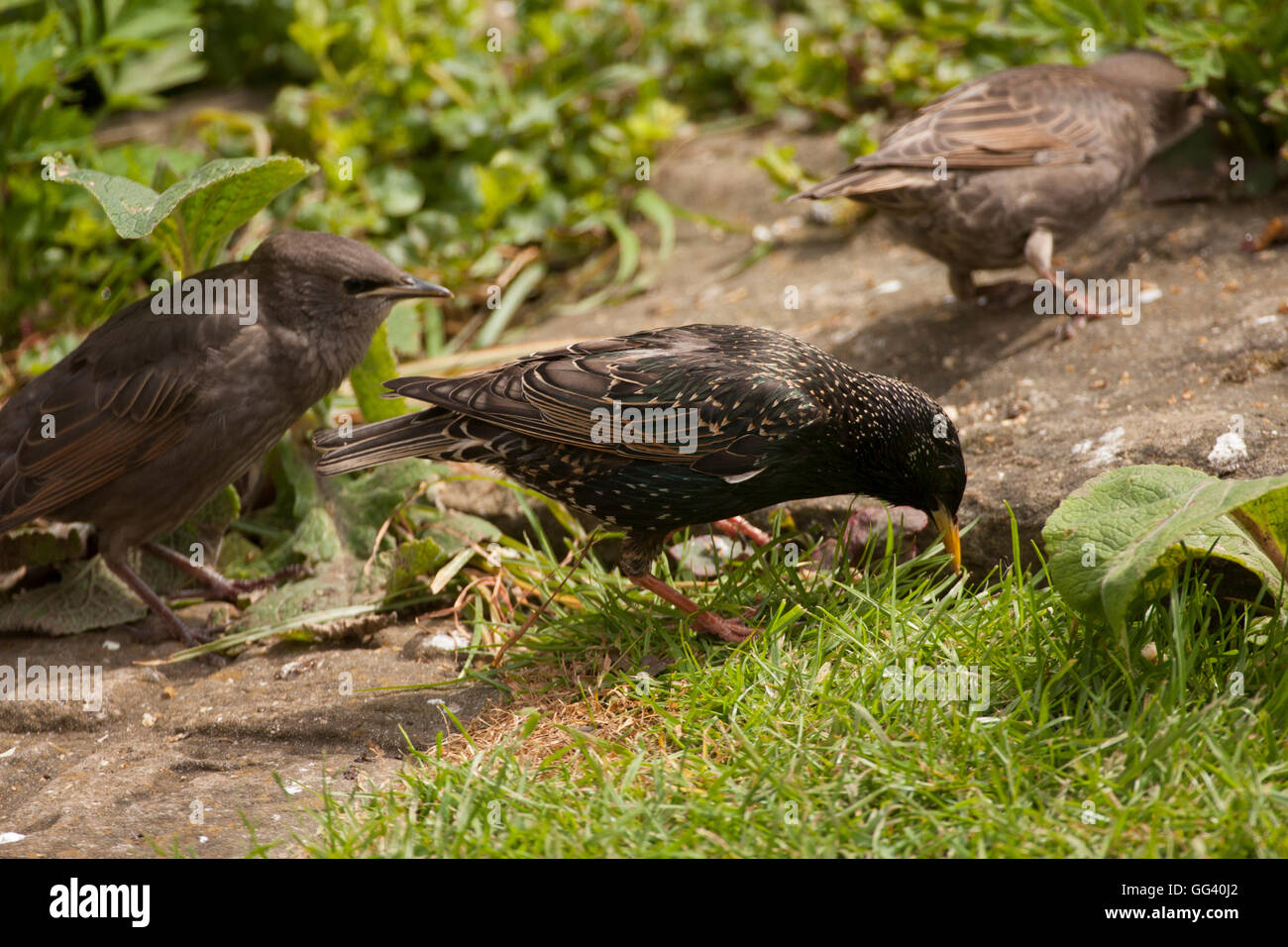 Starling finden Nahrung für junge Stockfoto