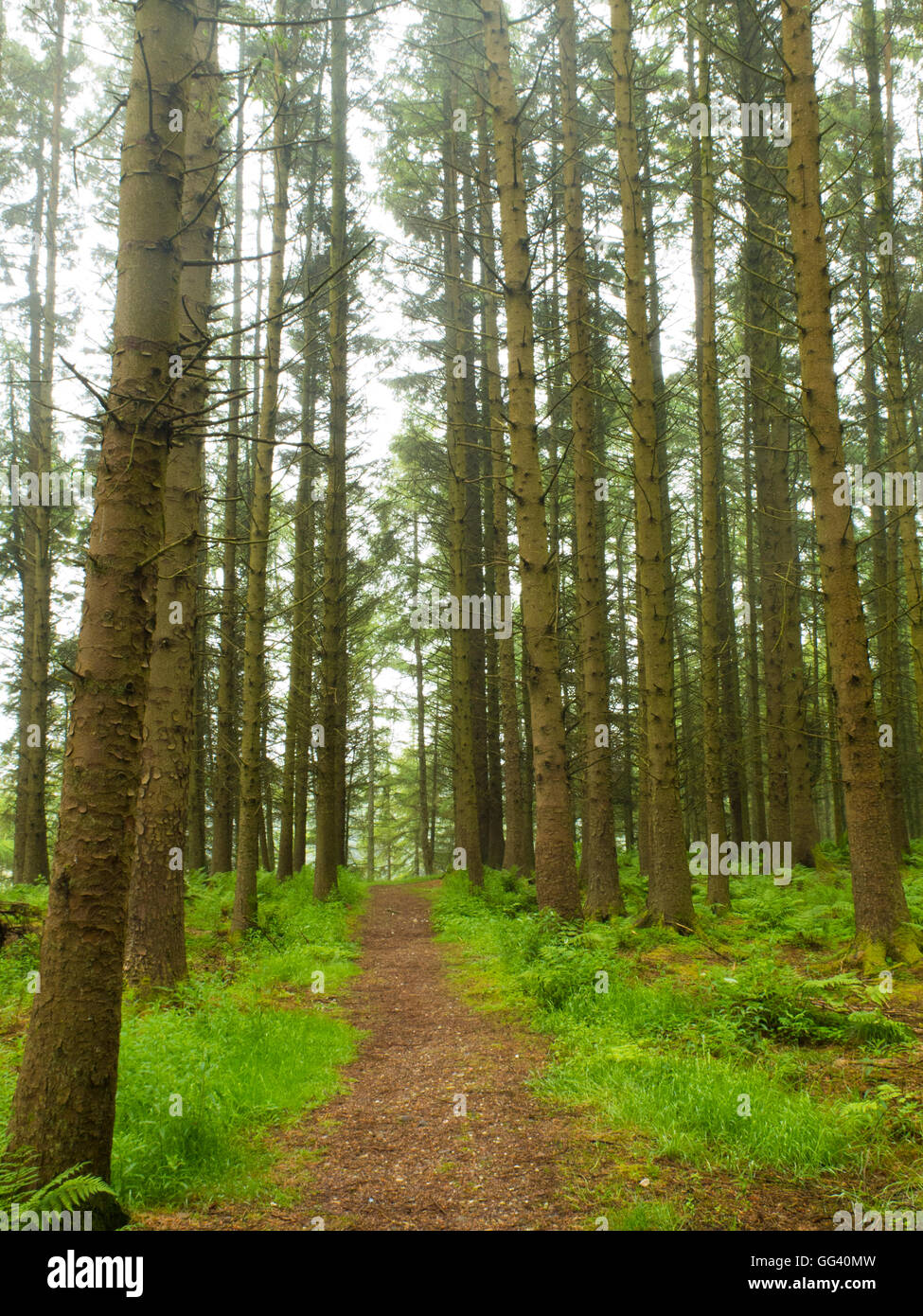 Nadelwald im County Down Northern Ireland Stockfoto