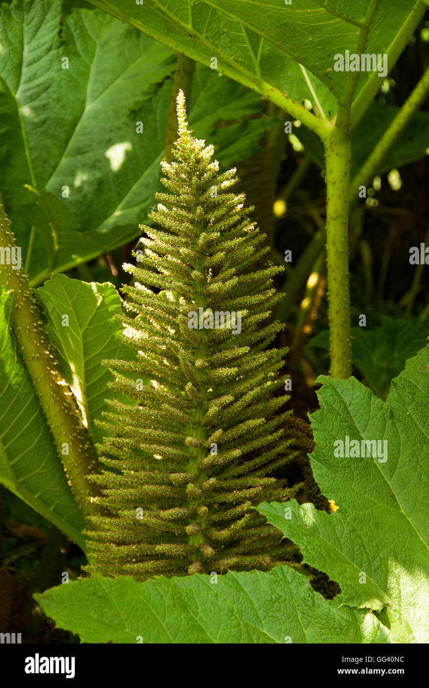 Gunnera chilenischen Rhabarber-Blüte Stockfoto