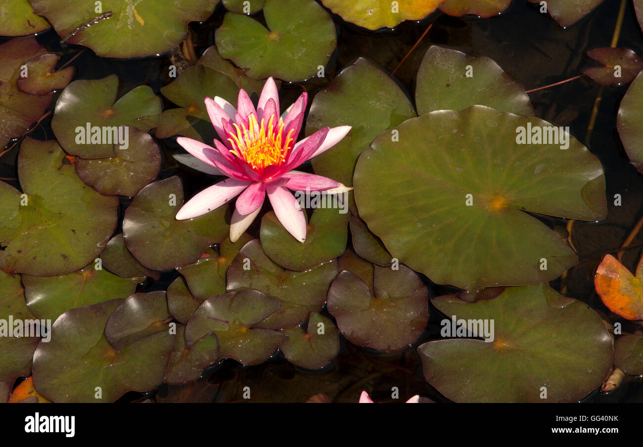 Red Water Lilly Stockfoto