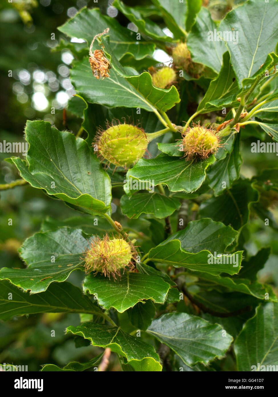 Beechmast auf Buche Baum Fagus sylvatica Stockfoto