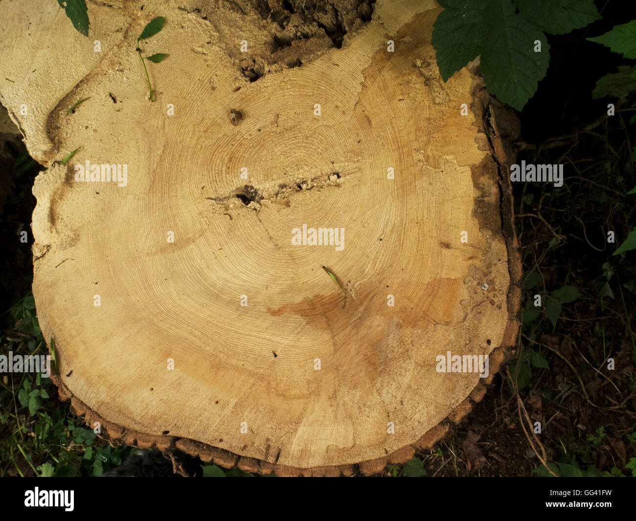 Baumstamm geschnitten Vorführung Alter Ringe Stockfoto