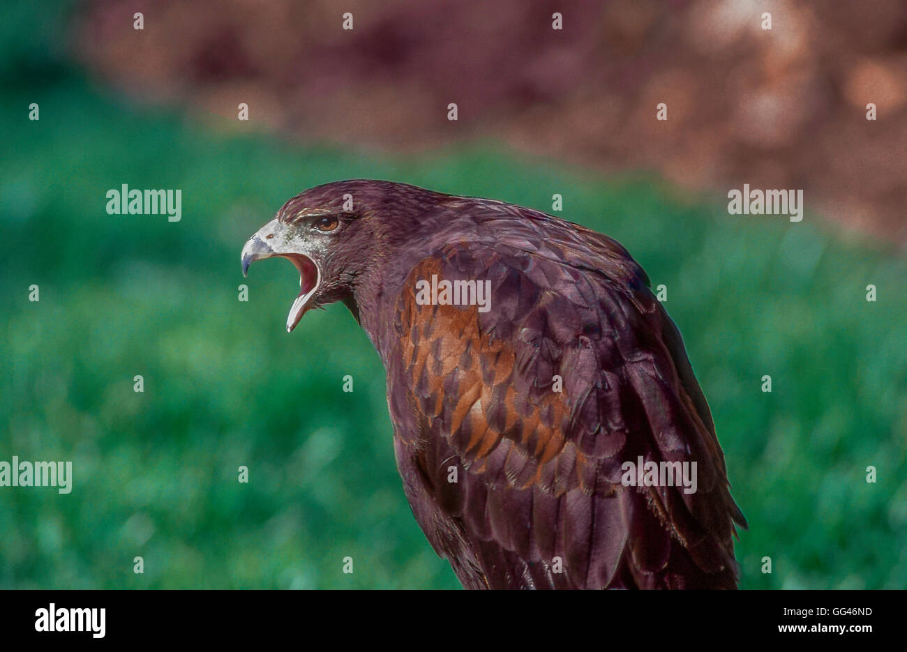 American Peregrine Falcon Stockfoto