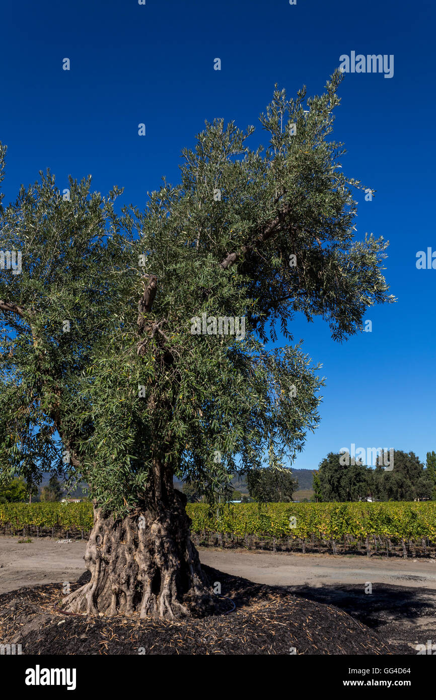 Olivenbaum, Alpha Omega Winery, Napa Valley, Napa County, Kalifornien, USA, Nordamerika Stockfoto
