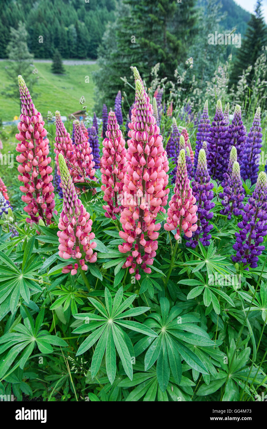 Lupine Blumen säumen die Täler in den Alpen im Sommer Stockfoto