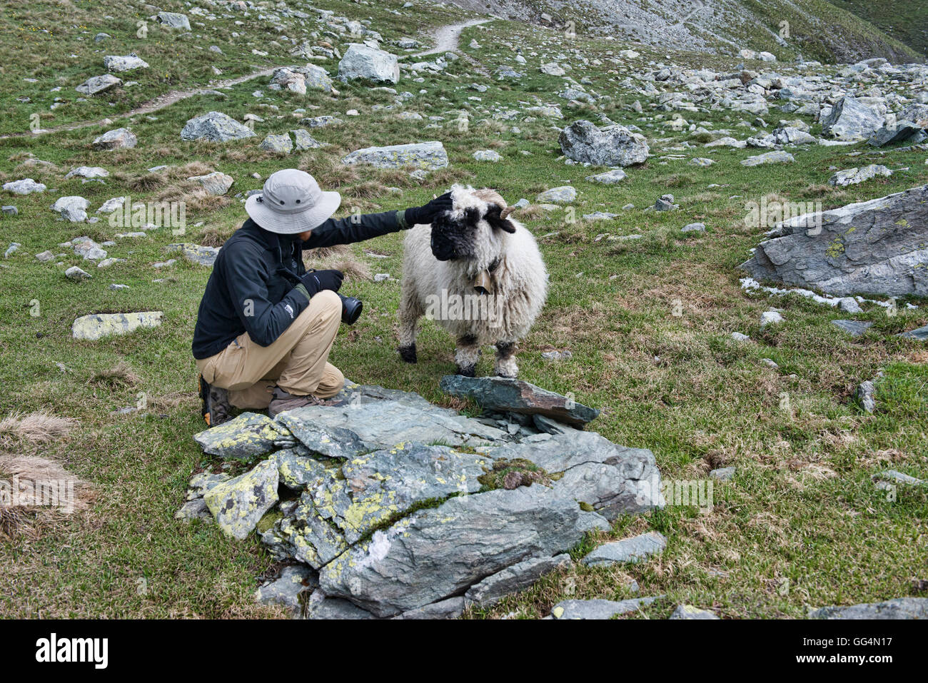 Streicheln eine Valais Blacknose Schafe, Edelweissweg, Zermatt, Schweiz Stockfoto