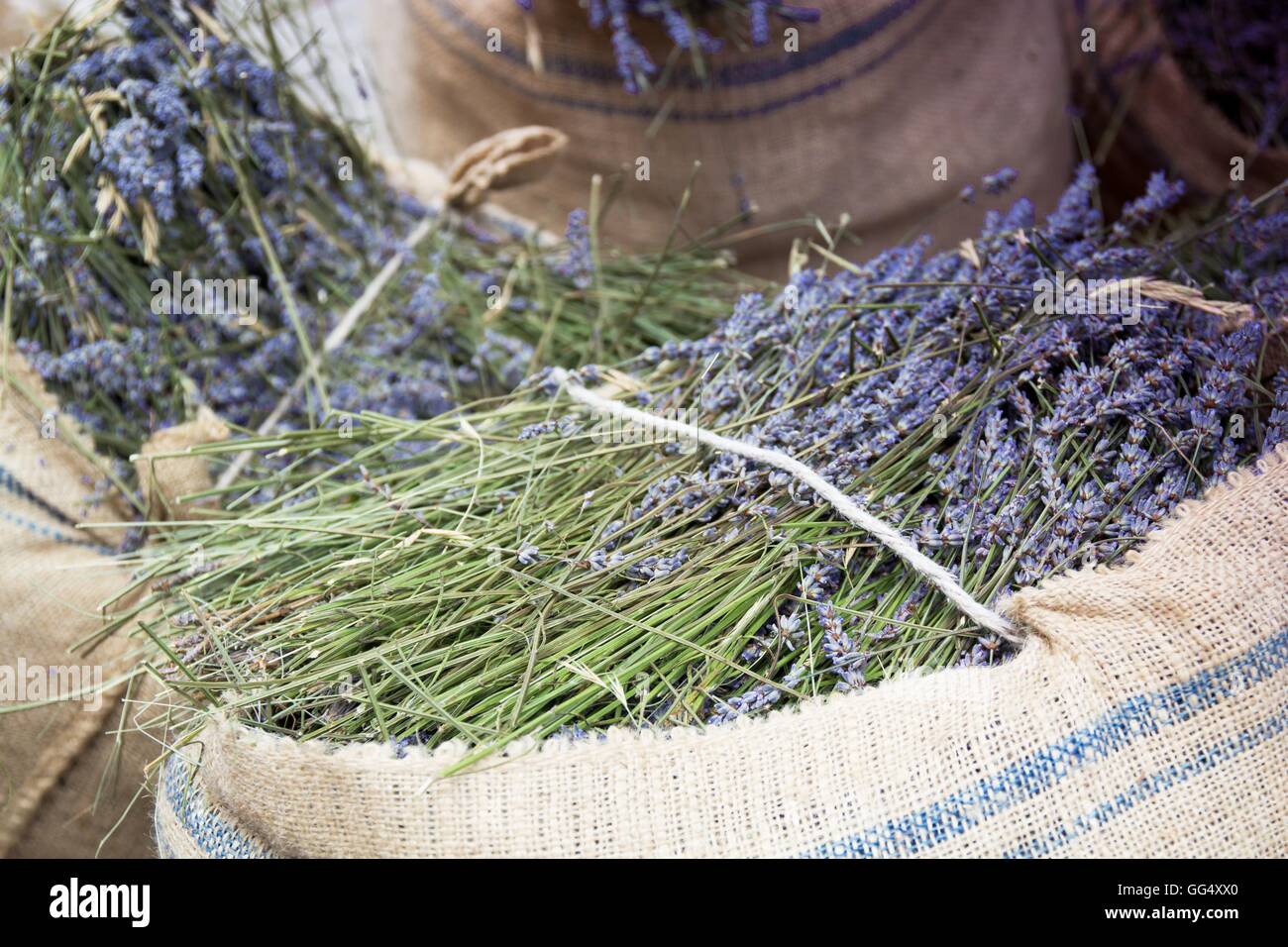 Ernte-Lavendel Stockfoto