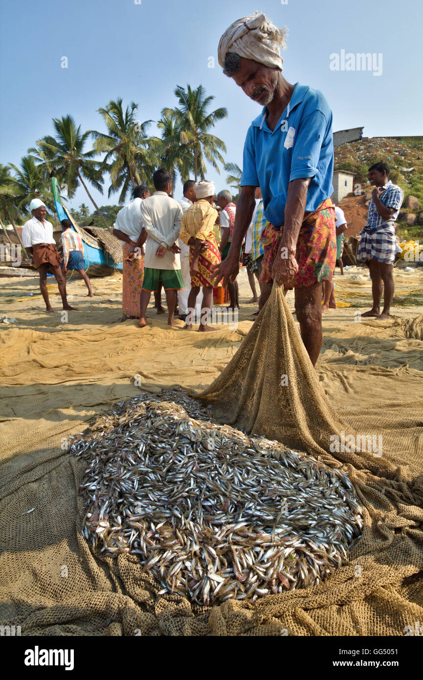 Kerala Fisher Mann mit Sardellen Fische in sein Netz. Eine morgendliche Aussicht von Vizhinjam Beach, Kerala, Indien Stockfoto