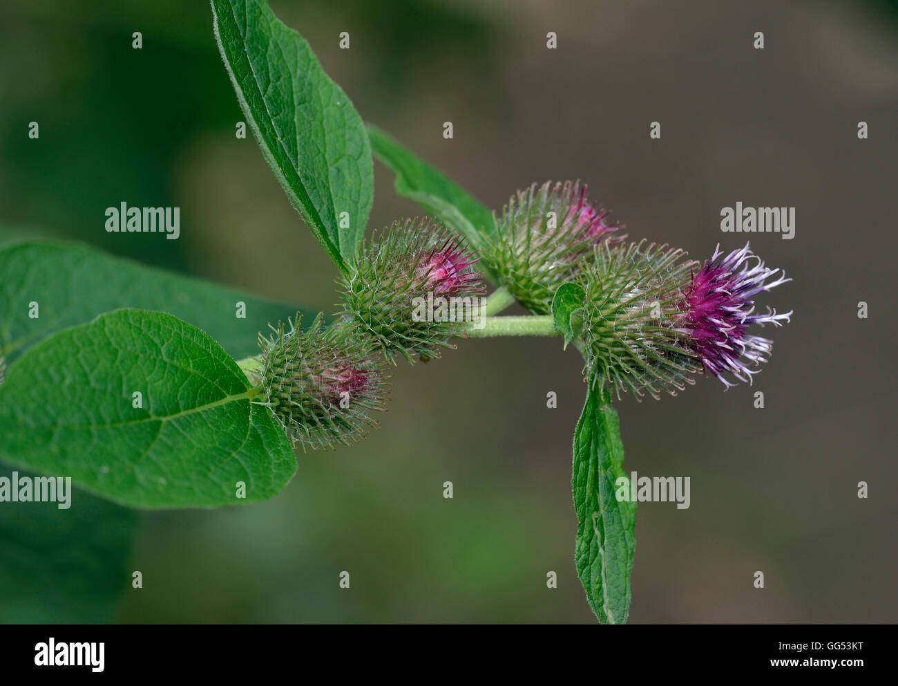 Geringerem Klette Blumen - Arctium minus Woodland Großanlage Stockfoto