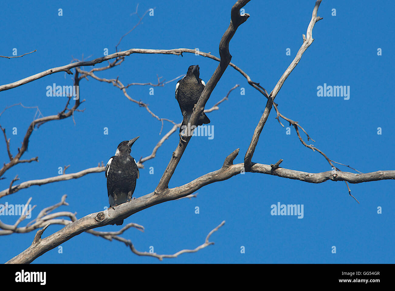 Zwei australische Elstern im Baum Warrumbungles NP NSW Australia Stockfoto