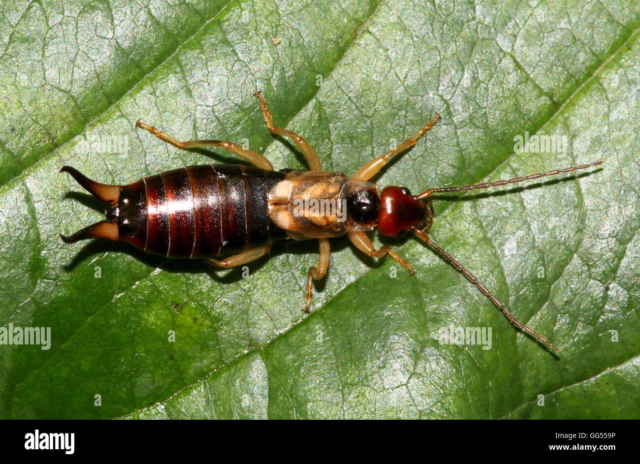 Europäischen gemeinsamen Ohrwurm (Forficula Auricularia) Stockfoto